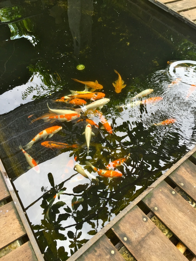 Nice Fish Pond 